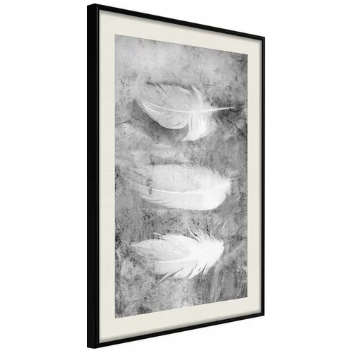  Poster - Delicate Feathers 40x60