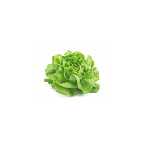 SALATA ZELENA Cene