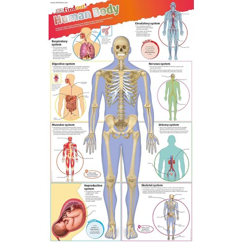 The Book Service Limited DK - DKfindout! Human Body Poster Cene