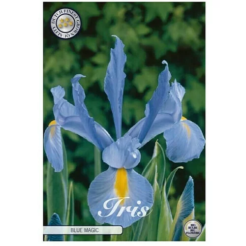  cvjetne lukovice Iris Blue Magic (Ljubičasta, Botanički opis: Iris)