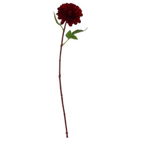  Rezano cvijeće dalia premium, 54 cm Cene