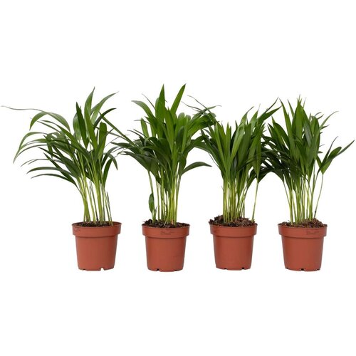 Plant in a Box palma areka - 4 kos - dypsis lutescens - višina 30-45cm - ⌀12cm, (21757982) Cene