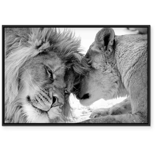  Slika - Lion\&amp;#039;s Love 120x80 U crnom drvenom okviru Slike
