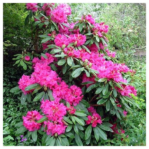 trajna biljka rhododendron mix boja fi 21 Slike