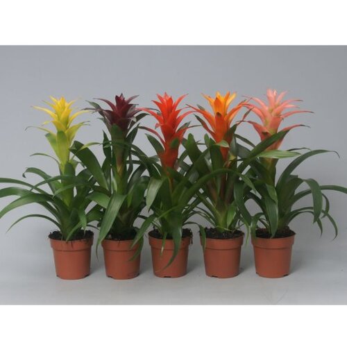 Rasadnik Topalović guzmania mix 12/50 Cene