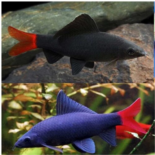 Akvarijum Centar Epalzeorhynchos bicolor Slike