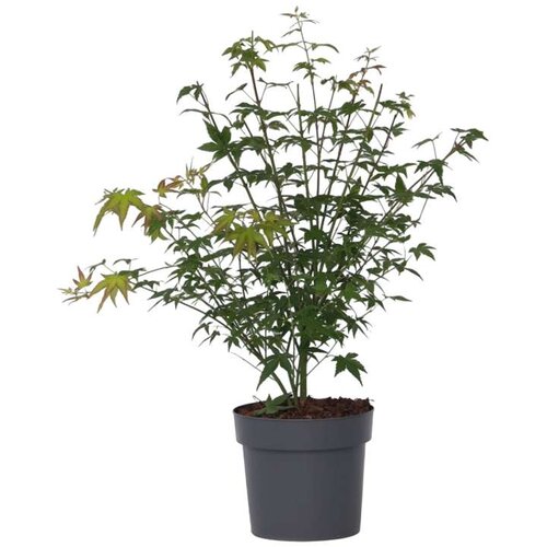 Plant in a Box japonski javor - acer palmatum &amp;#039;little princess&amp;#039; - vi&amp;scaron;ina 45-55cm - ⌀19cm, (21757801) Slike