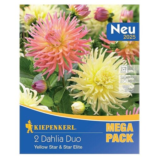 KIEPENKERL Lukovice proljetnog cvijeća Yellow Star & Star Elite (Dahlia x Hybrida, 2 Kom.) Cijene