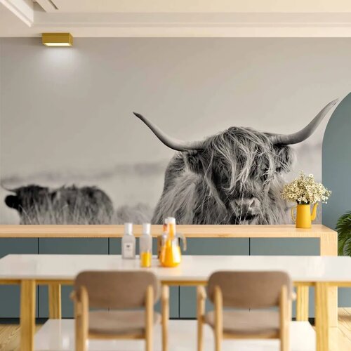  Foto tapeta - Highland Cattle 500x350 Vodootporna Cene