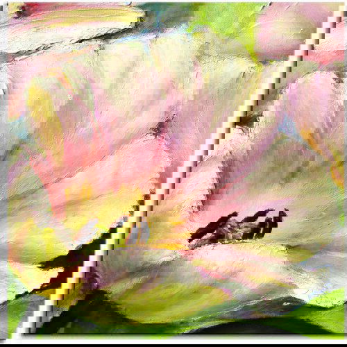 Pintdecor Zidni ukras Painting flower Cijene