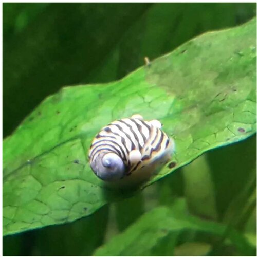 Akvarijum Centar theodoxus danubialis - Dunavska nerita Slike