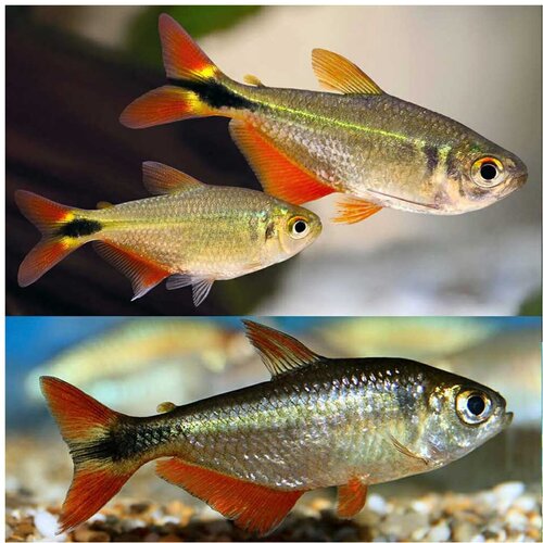 Akvarijum Centar buenos aires tetra Cene