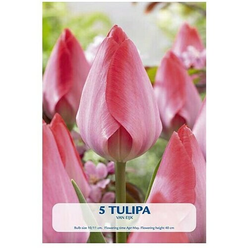  Cvjetne lukovice Tulipan Van Eijk (Roza, Botanički opis: Tulipa) Slike
