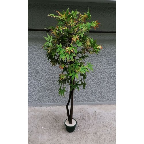 Lilium japanski javor zeleno-oranz 130cm Slike