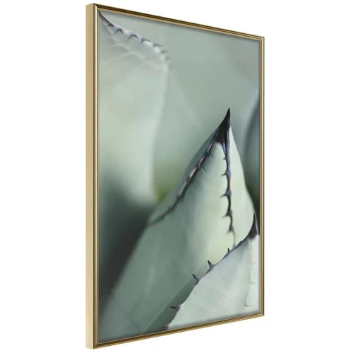  Poster - Young Leaf of Agave 40x60