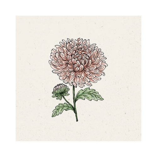  Poletne astre "King Size Apricot" Cene