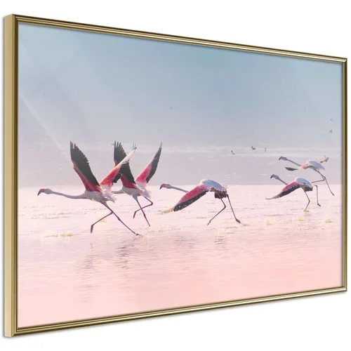  Poster - Flamingos Breaking into a Flight 60x40