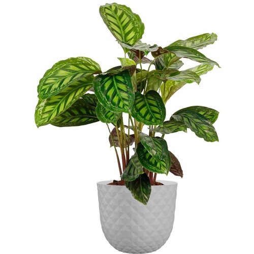  Tegla za cvijeće Havana Tropical (Vanjska dimenzija (&amp;oslash; x V): 40 x 33,2 cm, Plastika, Sive boje) Slike
