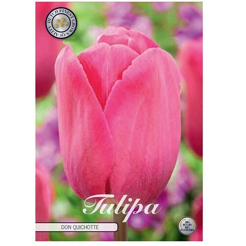  Cvjetne lukovice Tulipan Triumph Don Quichotte (Roza, Botanički opis: Tulipa) Cijene
