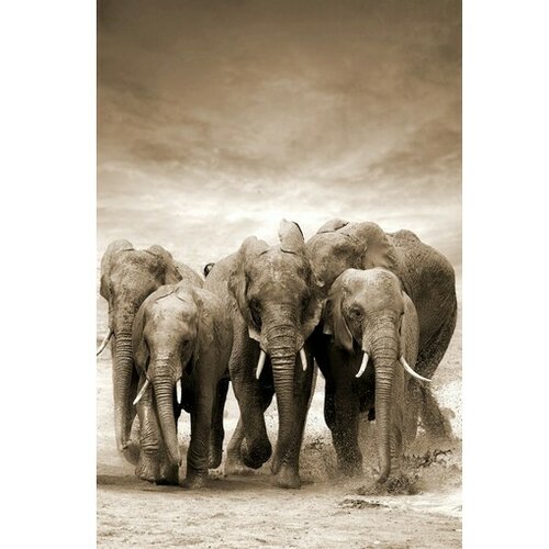 Dekordom slika 80x120cm Toir21117 - Elephants Slike
