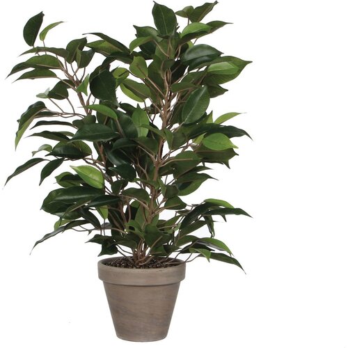 MICA Umjetna biljka Ficus Natasja (Visina: 40 cm, Zelene boje, Plastika) Cijene