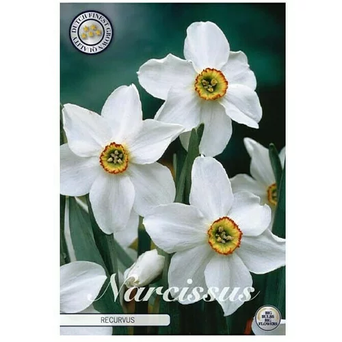  cvjetne lukovice Narcisa Splitcrown Recurvus (Bijela, Botanički opis: Narcissus)