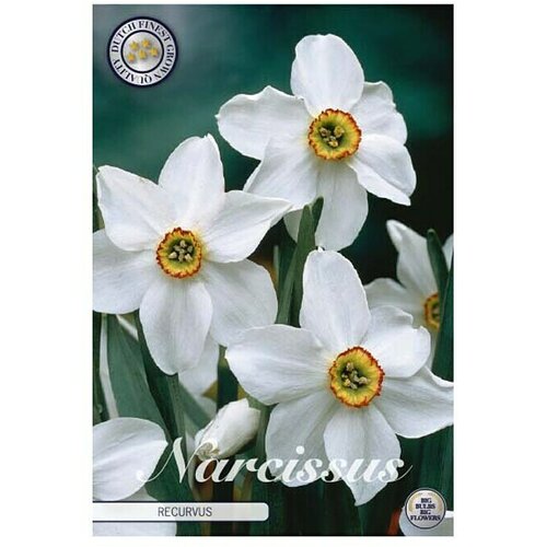  Cvjetne lukovice Narcisa Splitcrown Recurvus (Bijela, Botanički opis: Narcissus) Slike