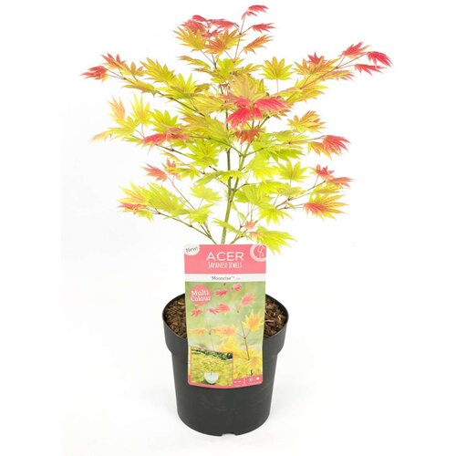 Plant in a Box japonski javor - acer palmatum 'moonrise' - višina 40-50cm - ⌀19cm, (21757635) Cene