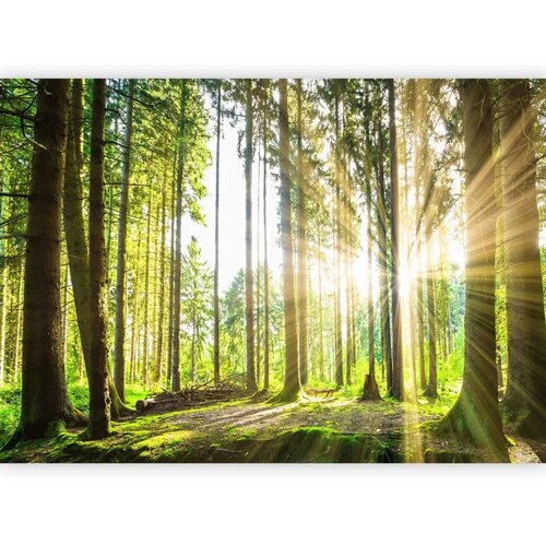  Foto tapeta - Forest Tales 147x105 Samoljepljiva Slike