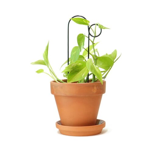 Botanopia Pomoč pri plezanju "Mini Plant Stake" - Bump Cene