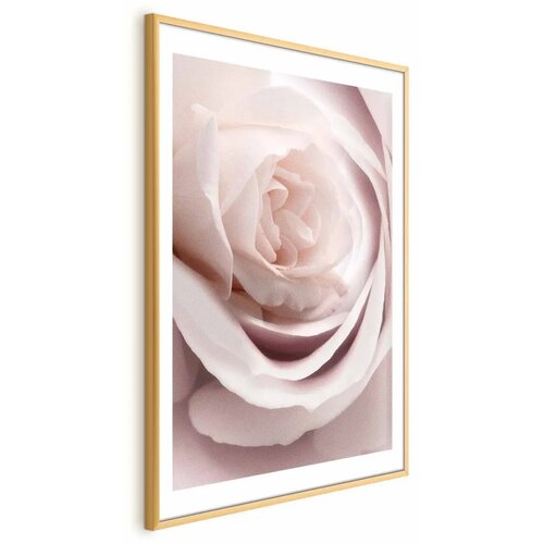  Plakat Porcelain Rose 21x30 Cijene