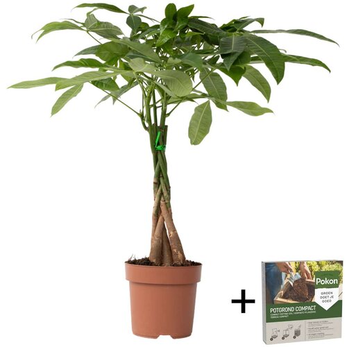 Plant in a Box vodna pahira - pachira aquatica - višina 60-70cm - ⌀17cm, (21823634) Cene