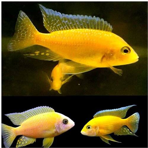 Akvarijum Centar Golden flame peacock cichlid Cene