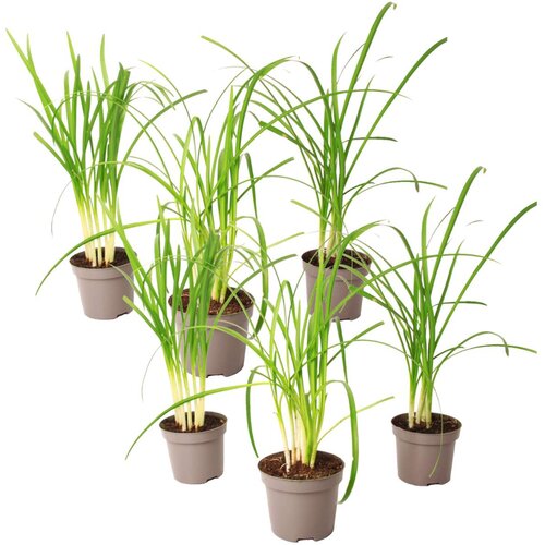 Plant in a Box česnova trava - 6 kos - tulbaghia violacea - višina 15-25cm - ⌀9cm, (21757600) Cene