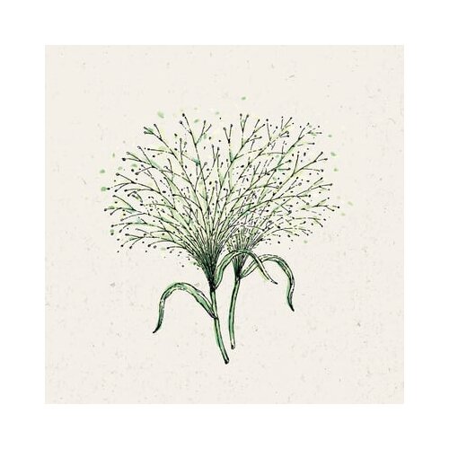 Jora Dahl Panicum virgatum "Fontaine" - trajno proso Cene