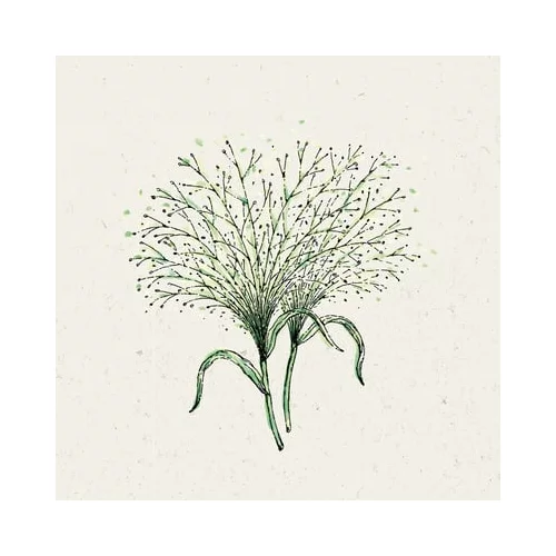 Jora Dahl Panicum virgatum "Fontaine" - trajno proso