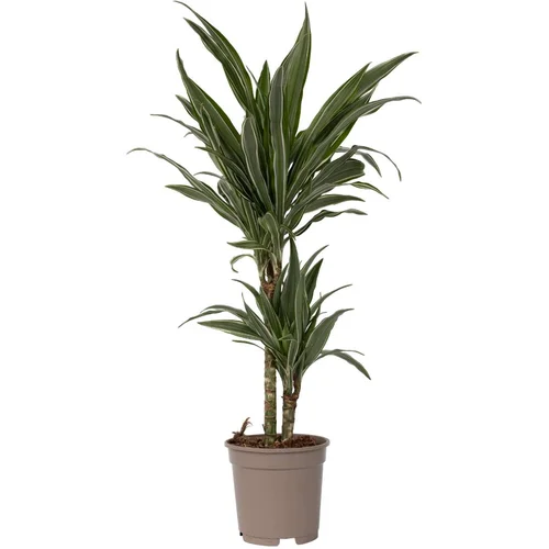 Plant in a Box Dracena - Dracaena Deremensis 'Warneckei' - Višina 60-70cm - ⌀17cm, (21758311)