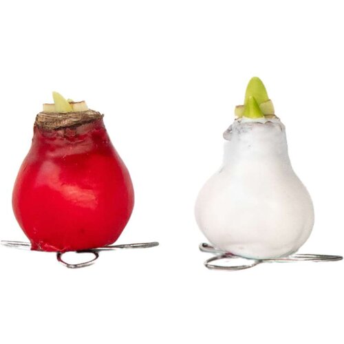 Plant in a Box Amarilis - Hippeastrum &amp;#039;Wax Mix Red White&amp;#039; - Cvetne čebulice - Rdeča, (21739778) Slike