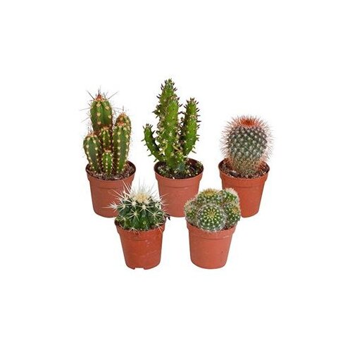 CACTUS mix x 20 Cene
