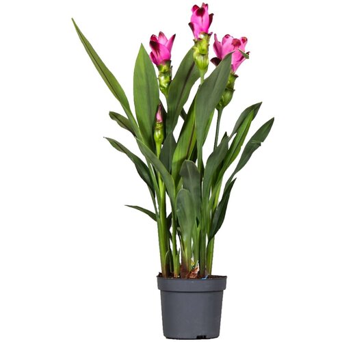 Plant in a Box Siamski tulipan - Curcuma 'Siam Splash' - Rožnata - Viš. 40-60cm - ⌀13cm, (22107821) Cene