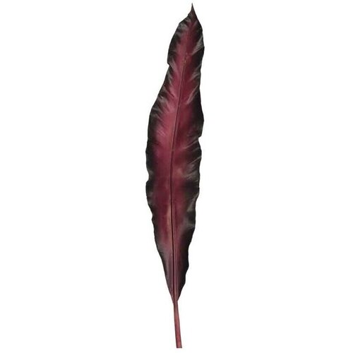 Leonardo Fiore Bordo Cene