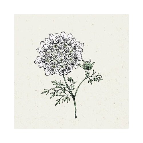 Jora Dahl Orlaya Grandiflora &amp;quot;White Lace&amp;quot; Slike