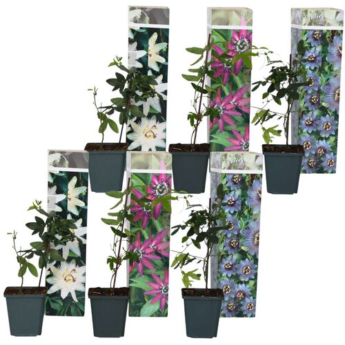 Plant in a Box pasijonka - 6 kos - passiflora hybridum - vi&amp;scaron;ina 25-40cm - ⌀9cm, (21757430) Slike
