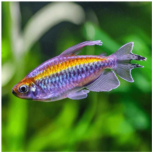  phenacogrammus interruptus - congo tetra Slike