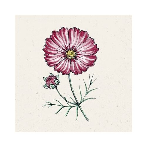 Jora Dahl Cosmos bipinnatus &amp;quot;Velouette&amp;quot; - kozmeja Slike