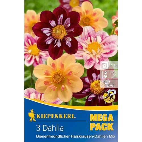KIEPENKERL Lukovice jesenskog cvijeća (Dahlia, 3 Kom.) Cijene
