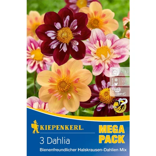 KIEPENKERL Lukovice jesenskog cvijeća (Dahlia, 3 Kom.)