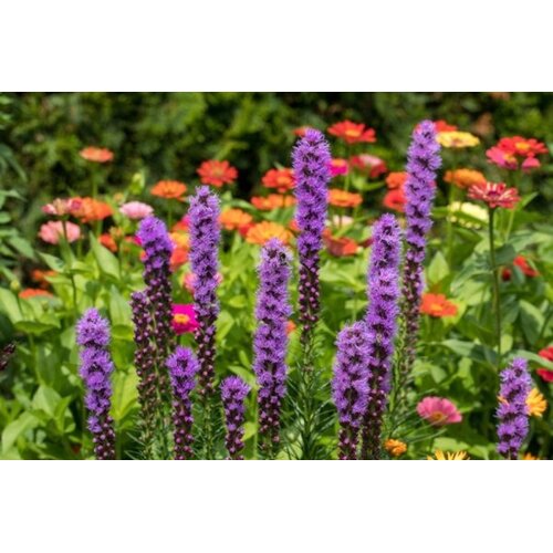 TROPICA Liatris - 50 zrn. Slike