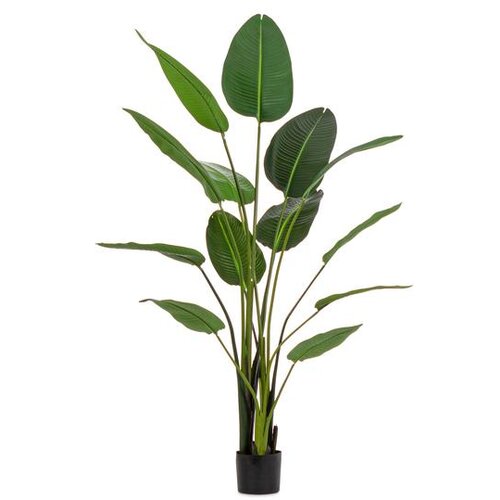  BILJKA STRELICIJA 185CM ZELENA Slike