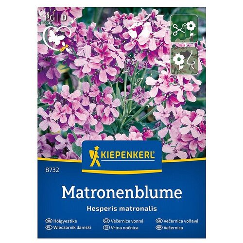 KIEPENKERL Cvetlična semena Vrtna nočnica (Hesperis matronalis, Vijolična) Cene